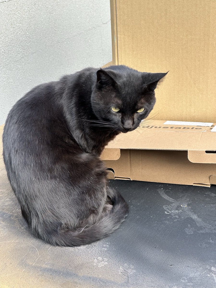 shounanoyazi1's tweet image. 三津浜のいつかのにゃこ

#にゃこ