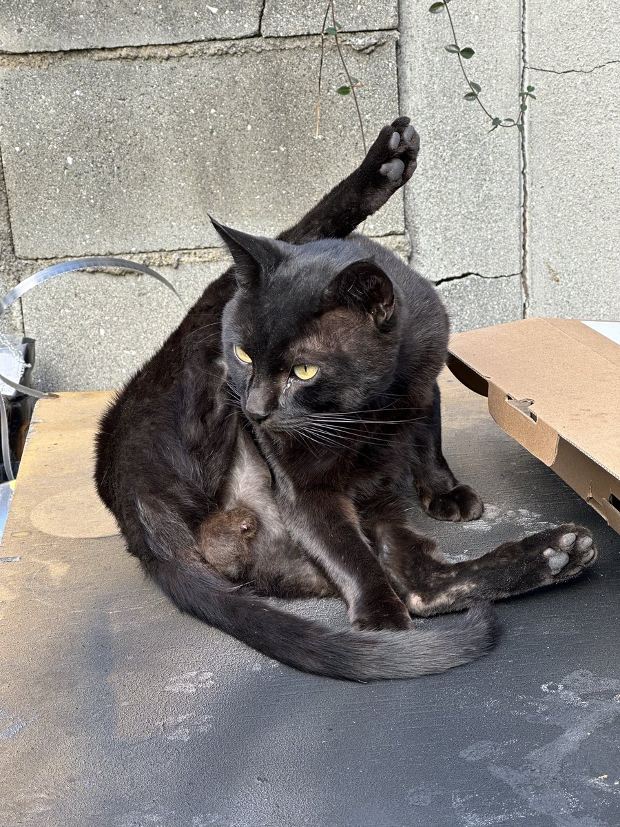 shounanoyazi1's tweet image. 三津浜のいつかのにゃこ

#にゃこ