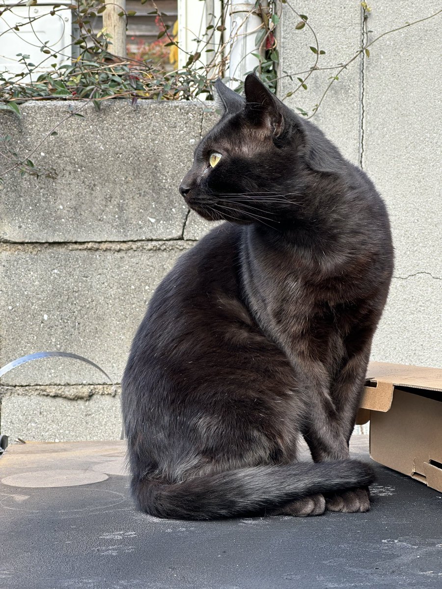 shounanoyazi1's tweet image. 三津浜のいつかのにゃこ

#にゃこ