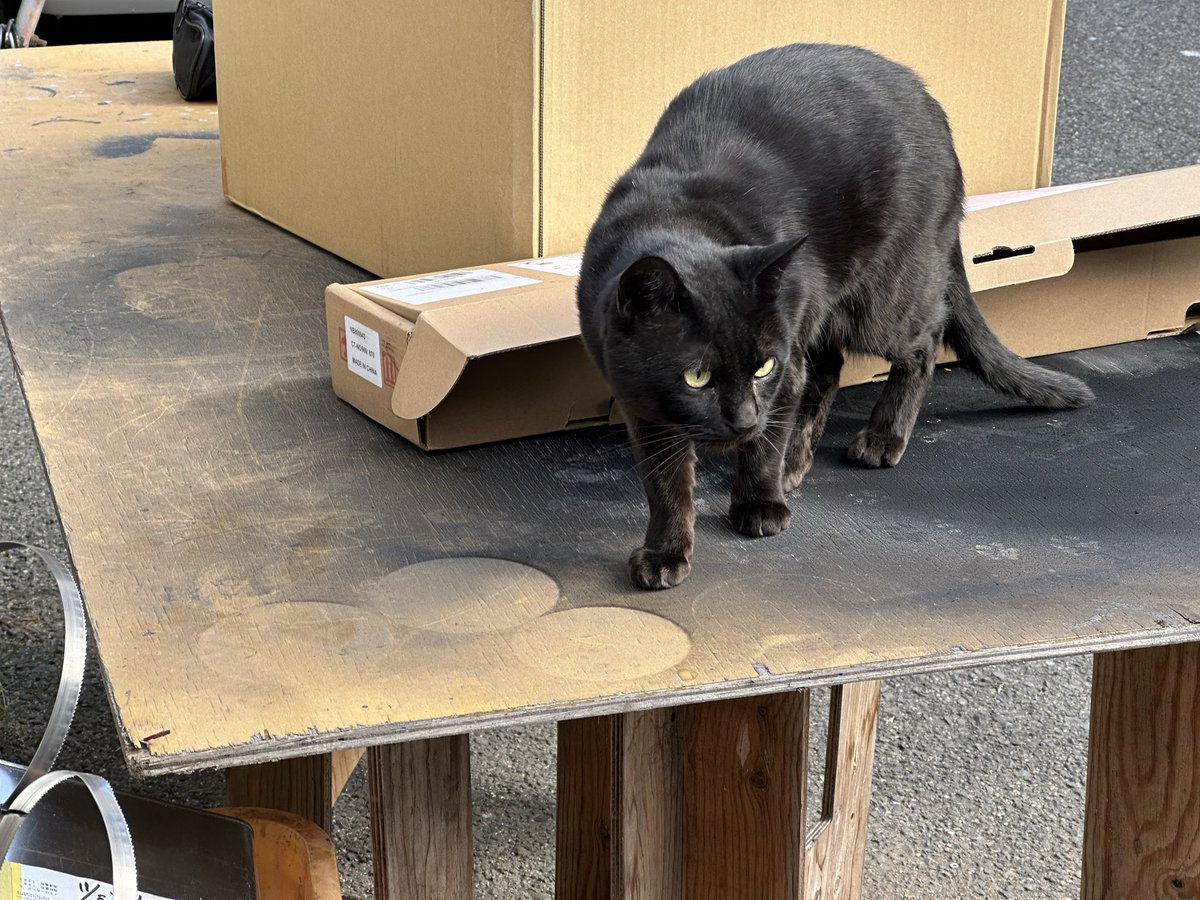 shounanoyazi1's tweet image. 三津浜のいつかのにゃこ

#にゃこ