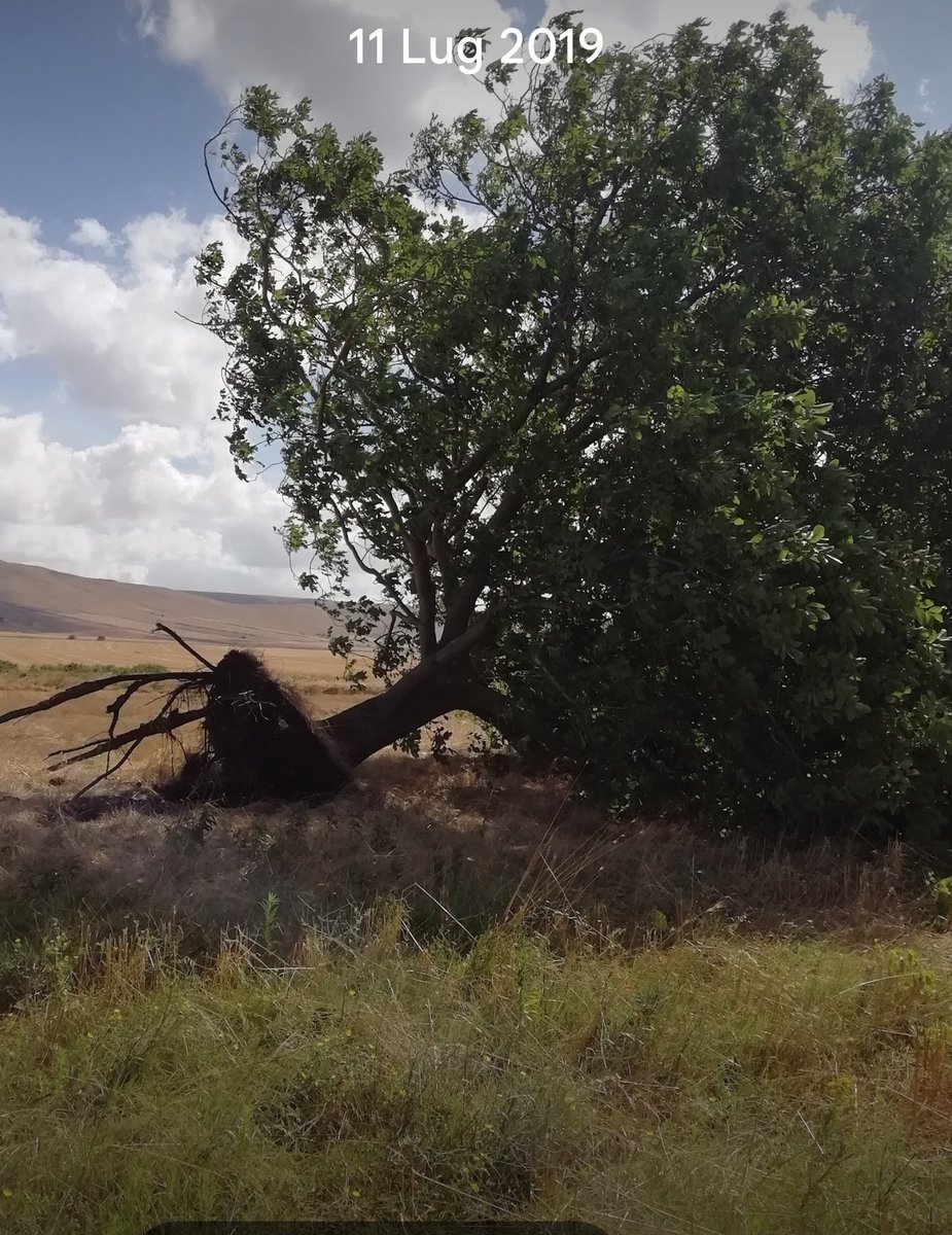 DCIRASOLE's tweet image. GIORNO 2
Da 494 giorni (13 lug 2024) #MarkZuckerberg e #Meta minacciano di cancellare la mia pagina.
Il grande noce resiste al vento e al boia neoliberista che sega il ramo.
#META
#MetaPlatforms #NASDAQ #NYSE #LSE #Euronext