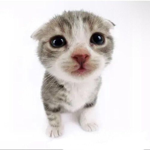 feeksir's tweet image. #NewPeePee just to feel alive here, honestly.