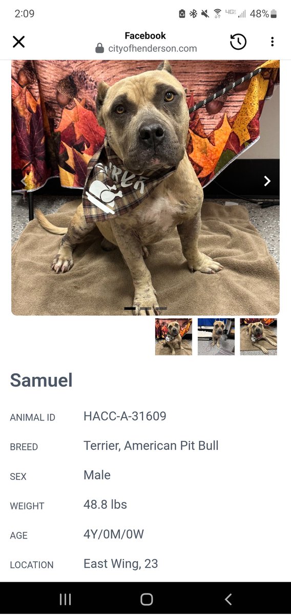 This is Samuel. The dog I saw in the wash, later rescued by volunteers. He is still at the Henderson NV shelter. He was the featured pet of the week on the news today. Tryingn to find him his forever home by Christmas (Thanksgiving would be even better). Please share. Thx.