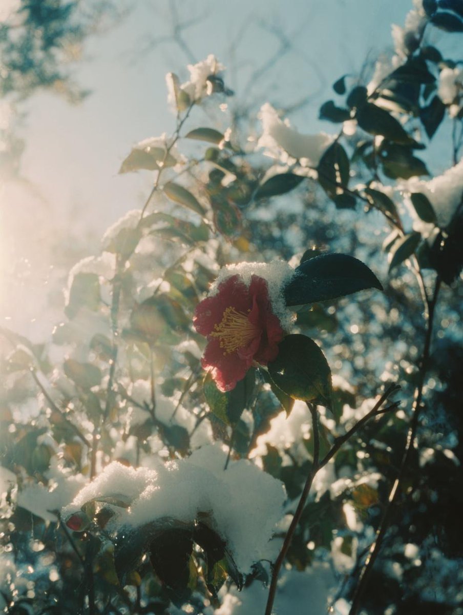 동백이 필때까지..