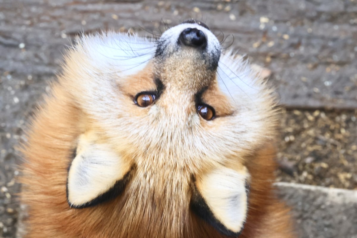 したからコンにちわ