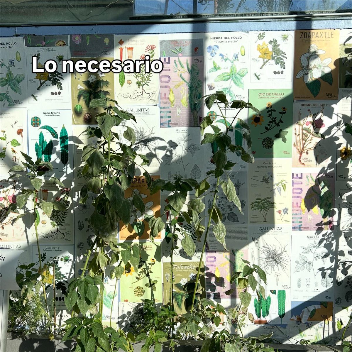 Hace apenas unos días apareció la primera flor del gigantón en La Chicha. Su llegada nos recuerda algo esencial: en estos tiempos acelerados, aprender a esperar, incluso por una flor, sigue siendo necesario.