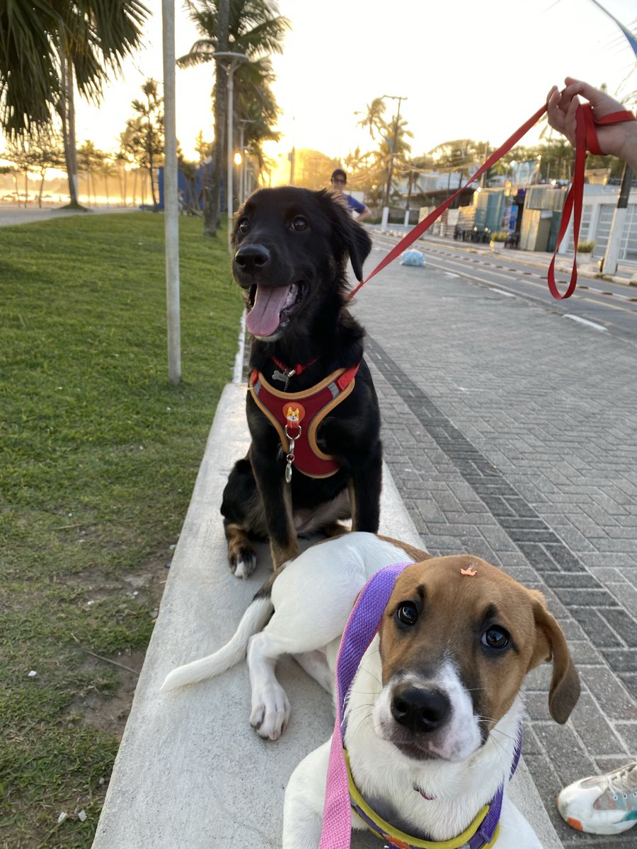 RobertaRamos19's tweet photo. @tododiacaes bebês mais lindas do mundo https://t.co/BNui9dQIZi