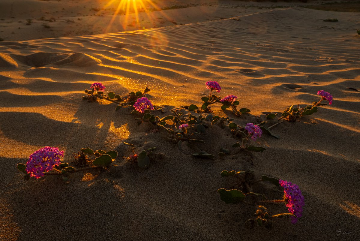 Hairy desert verbena at sunrise with plenty of room to spread out on this dune (Photo: Sicco Rood).