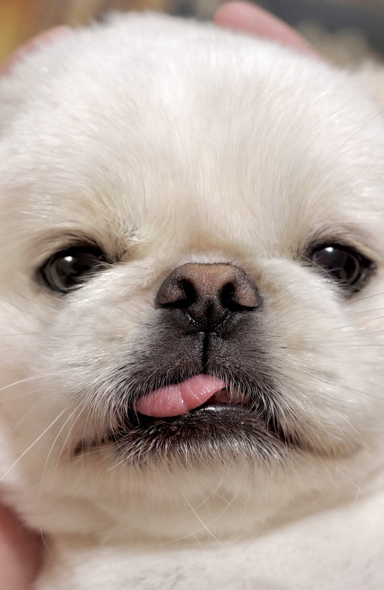 The_Mucho_World's tweet image. タイムラインにデカい犬の顔があってもよい