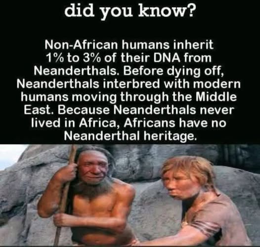 _skhmt's tweet image. Only nilotes &amp;amp; bantus have 100% homoSapien dna on earth.

We aint subHuman😂