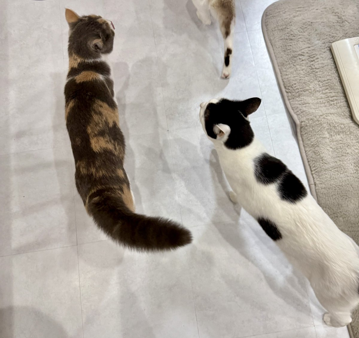 家にコオロギが出て、私がでっかい声を出したもんだから、猫たちが