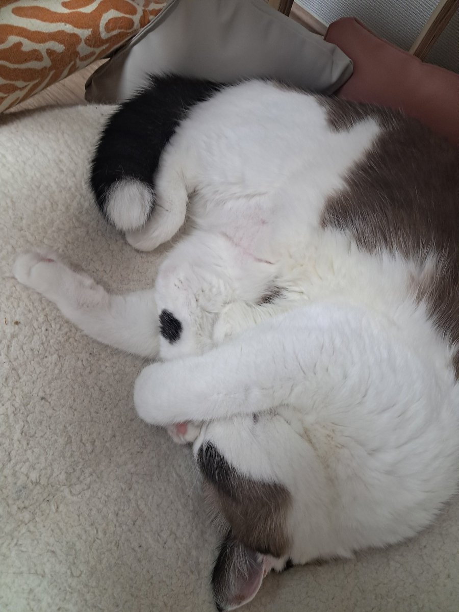 Mint_thecat's tweet photo. 뒷발 젤리를 꼭 끌어안고 자고 있어 https://t.co/nXxzh9nysr