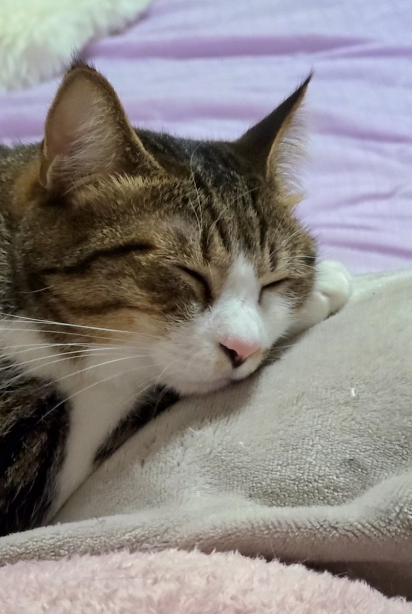 まりもページ JR 14-500系客車(まりも)セット｜製品情報｜製品検索｜鉄道模型