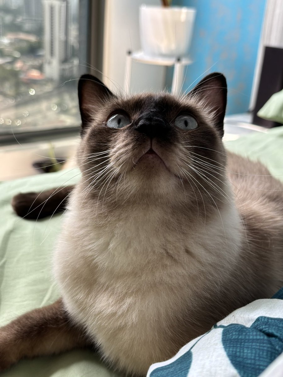 usermsrightiee's tweet image. Almond just logged in, lower your volume just whisper good morning