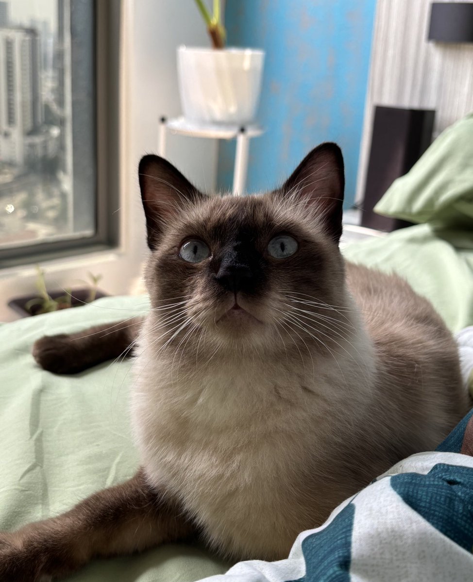 usermsrightiee's tweet image. Almond just logged in, lower your volume just whisper good morning