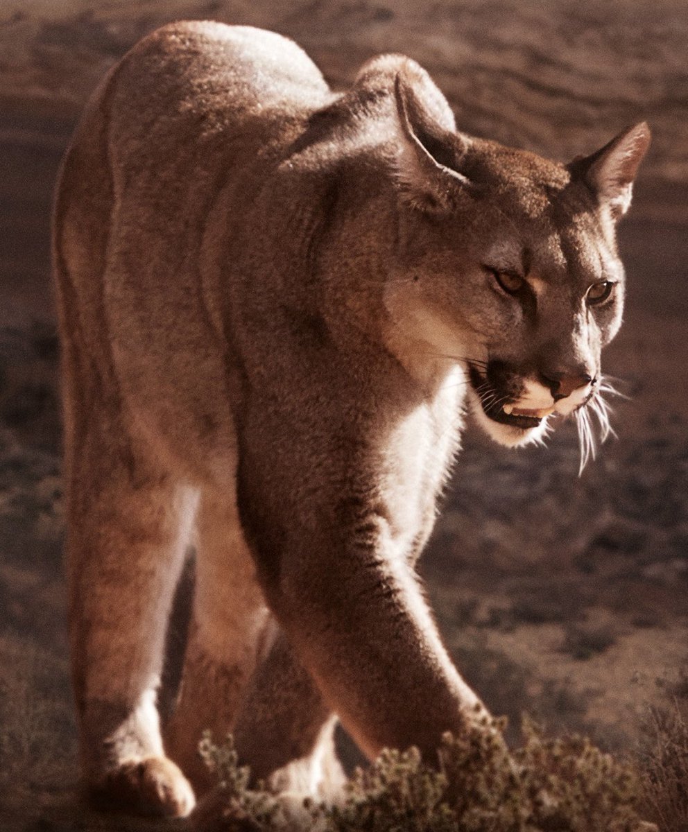 🏀 💥🏀 Finals from tonight’s away game at MacArthur. 
Freshman (44-47) 
JV (65-40) 
Varsity (69-39). Great effort by all of our boys tonight.   First home game is this Friday, see ya there in the Cougar Den 🏀💥🏀 <a href="/cisdnews/">Comal ISD</a> <a href="/canyonhscougars/">Canyon HS</a>