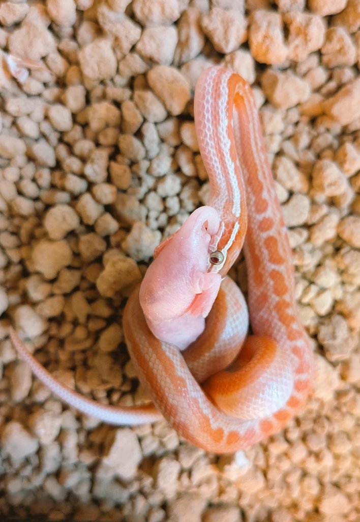 herping_'s tweet image. アルビノケープハウススネーク！８月５日生まれ！１０匹程おりますが昨日に最後の給餌して食べた子だけを連れて行きますので８匹です！20000円(怒)！雄雌あり！まだまだ小さいです(怒)！
#burikura