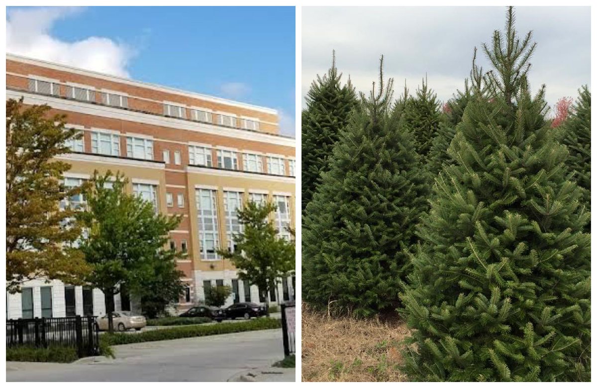 BlockClubCHI's tweet image. The National Teachers Academy is selling Christmas trees to support classroom programs. blockclubchi.co/3XBKduq