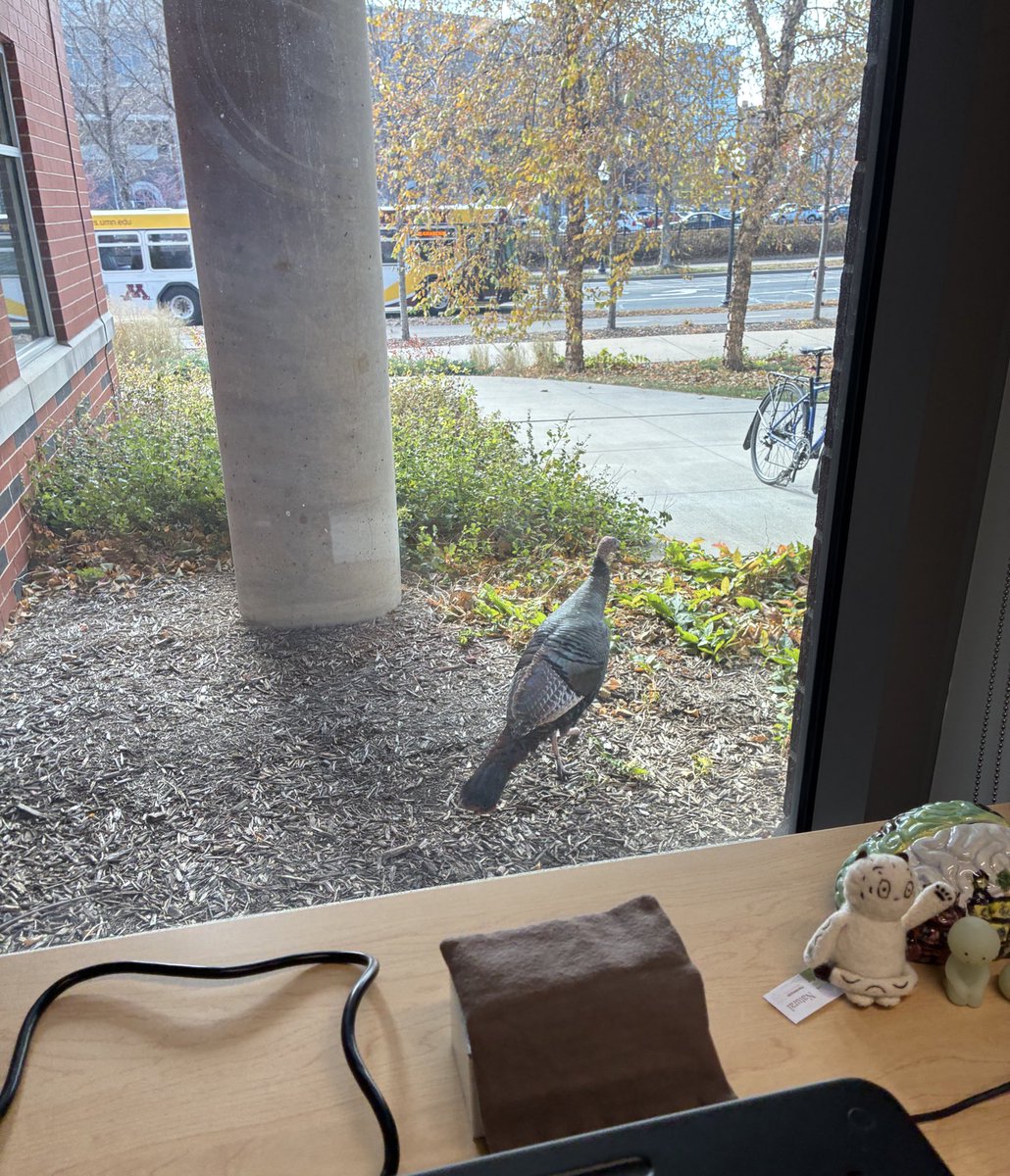 Spotted a turkey outside the office!!😆