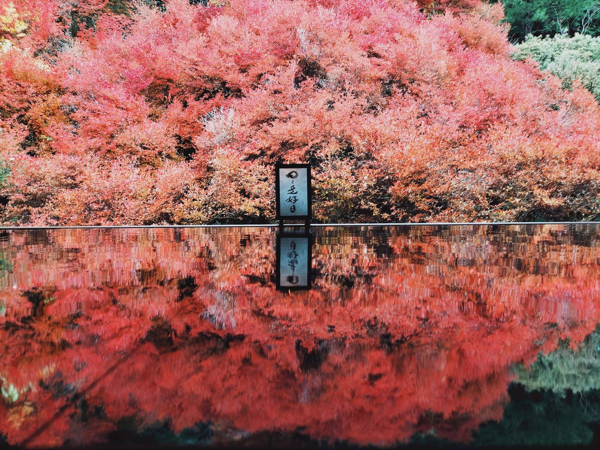 NjXFI343s9SzE3d's tweet image. 平日ですが今日は休み
です。今年も紅葉を見に
行きました。
仕事はつらいですが、
写真を撮るのは楽しいです。
#HSP
#HSS型HSP