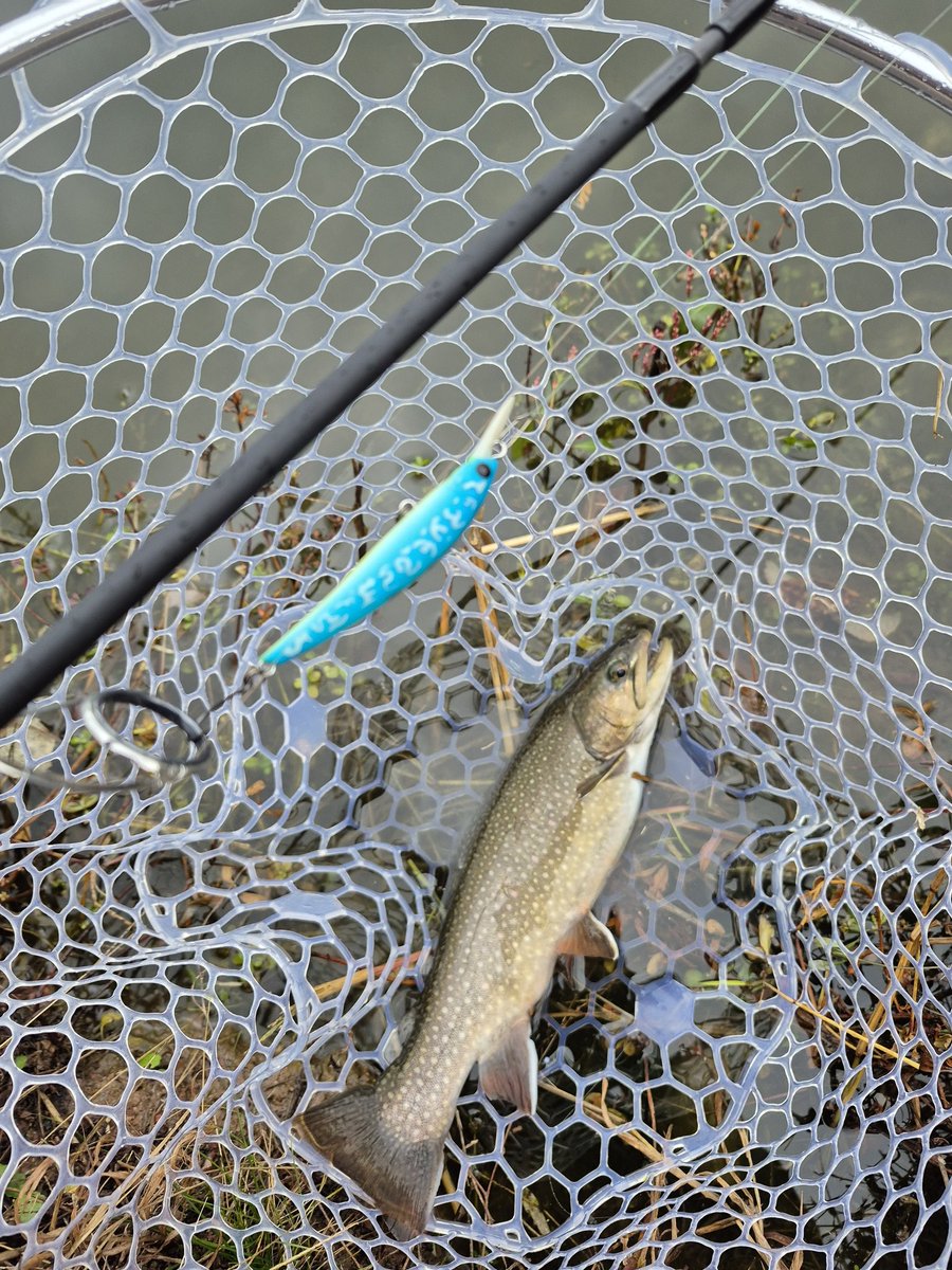 tukineNb8c's tweet image. 昨日もええミノーイングできましたわ