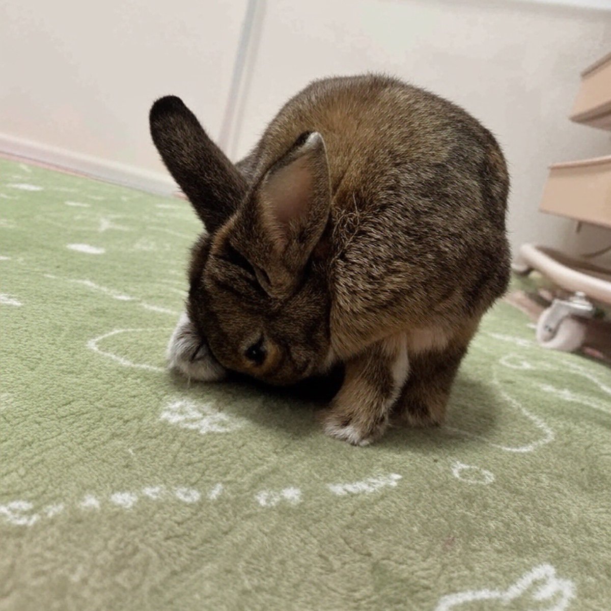 mocacoco_goods's tweet photo. 今日のココ🐰💕

#ネザーランドドワーフ 
#うさぎ好きさんと繋がりたい
#NetherlandDwarf 
#NetherlandDwarfRabbit 
#DwarfBunny 
#BunnyOfTwitter 
#RabbitOfTwitter 
#Rabbitstagram 
#Bunnygram 
#うさぎのいる暮らし 
#RabbitSofig https://t.co/RaV2iGSWU8