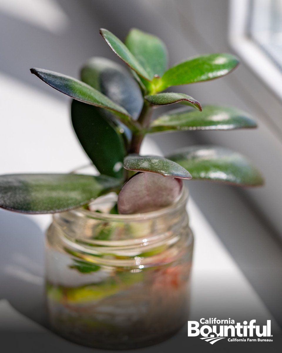 California Bountiful tweet media