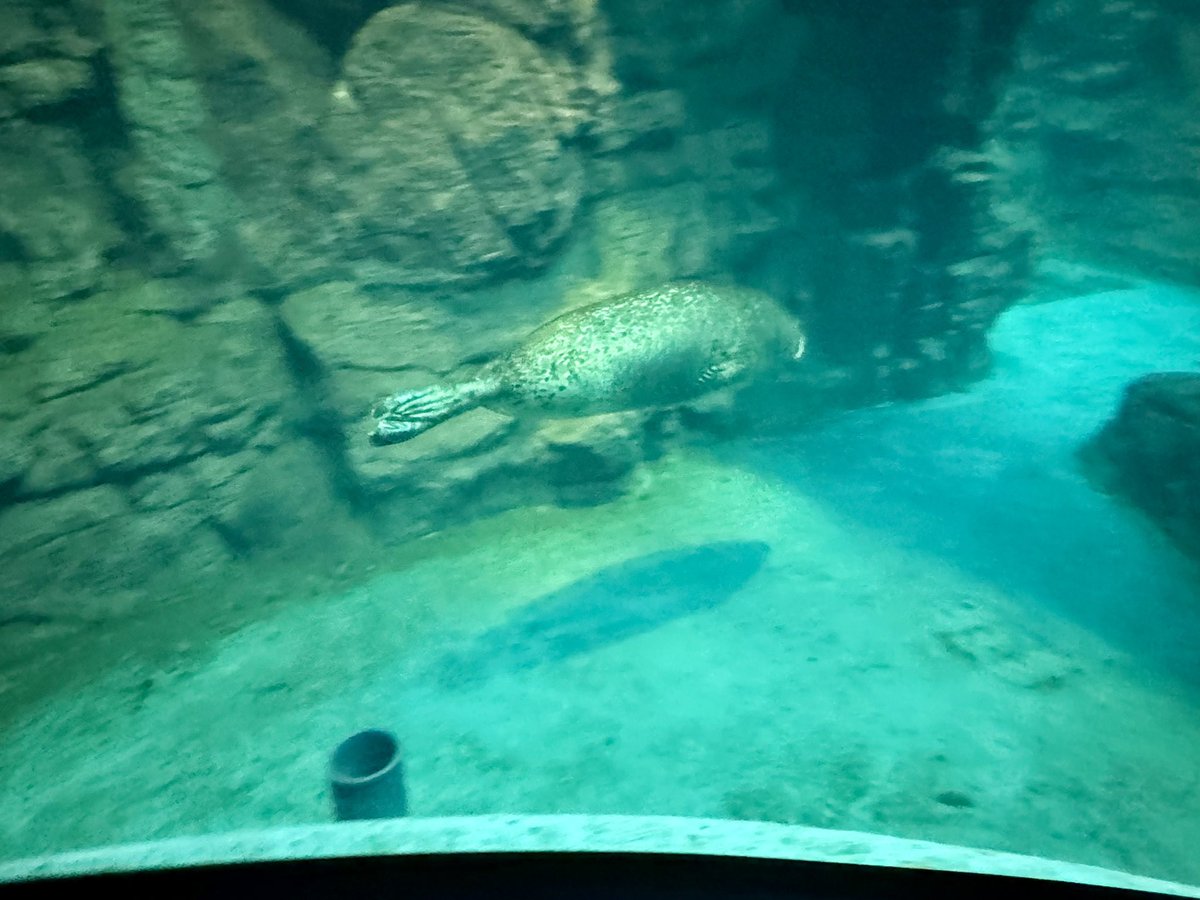 嬉しいなっ。嬉しいなっ。
男鹿からぷぅちゃんに会いに来たって方とお話しできて嬉しいなっ！🥰
#おんぷ姫🎀