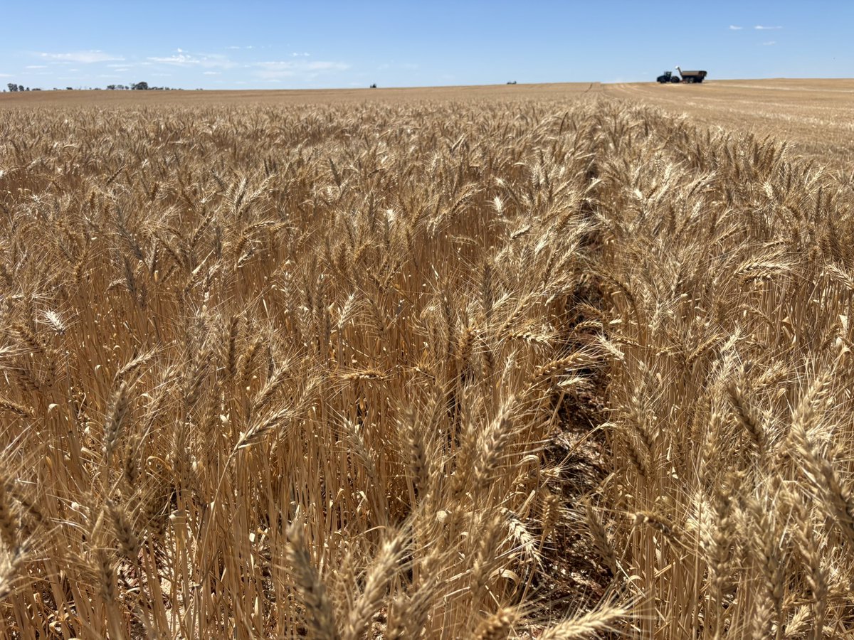 Matt Witney tweet media