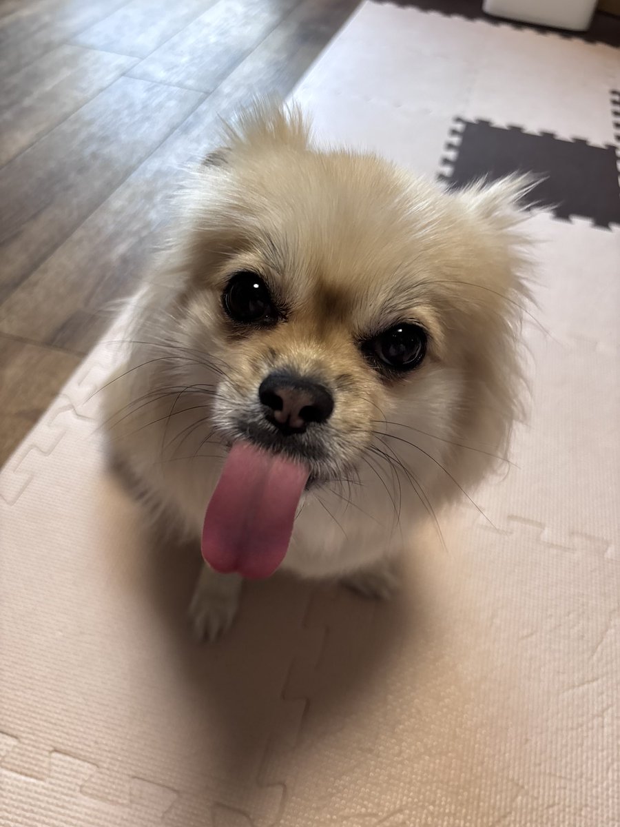 くるみ (@pkpm_kurumi) / Posts / X