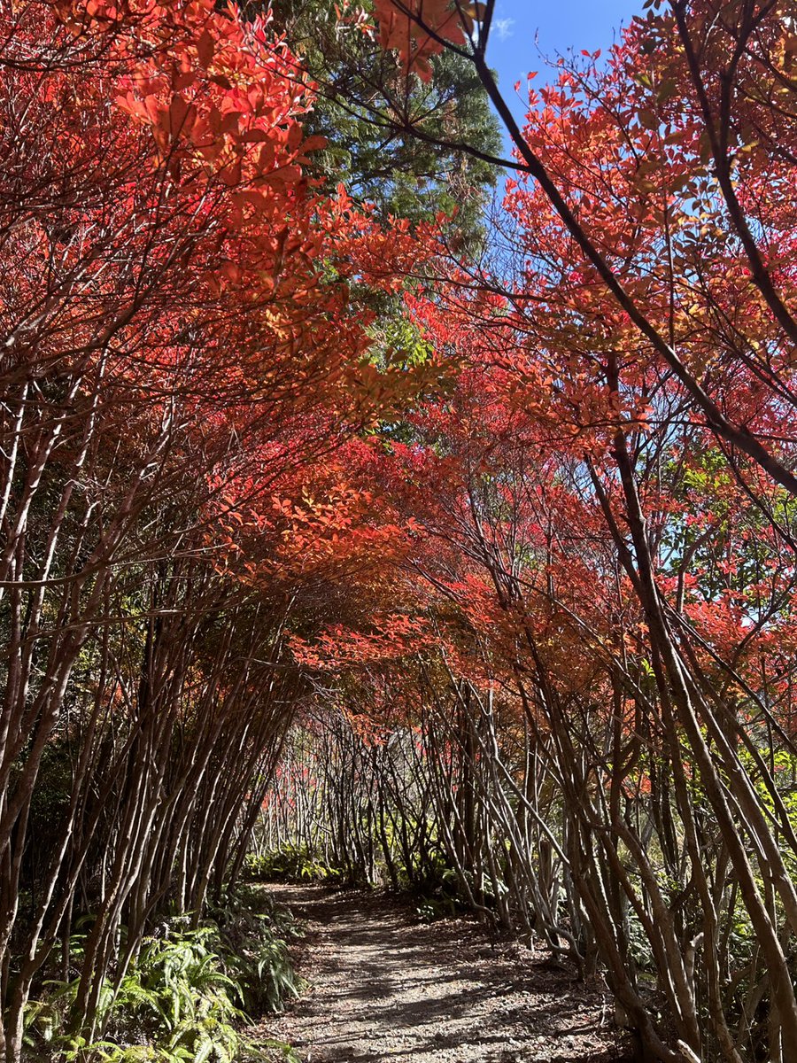 odai_mie's tweet image. 大台町下真手にある丸山公園、ドウダンツツジが続くトンネル🍁
2025/11/19午前中の撮影です。

丸山公園ドウダンツツジの紅葉状況
11/19(水)現在、ドウダンツツジ登り口が見頃を迎えています。
登り口から上がっていくと赤く色付いている見頃の箇所もありますが、中に進むと色付きがまだの所も。