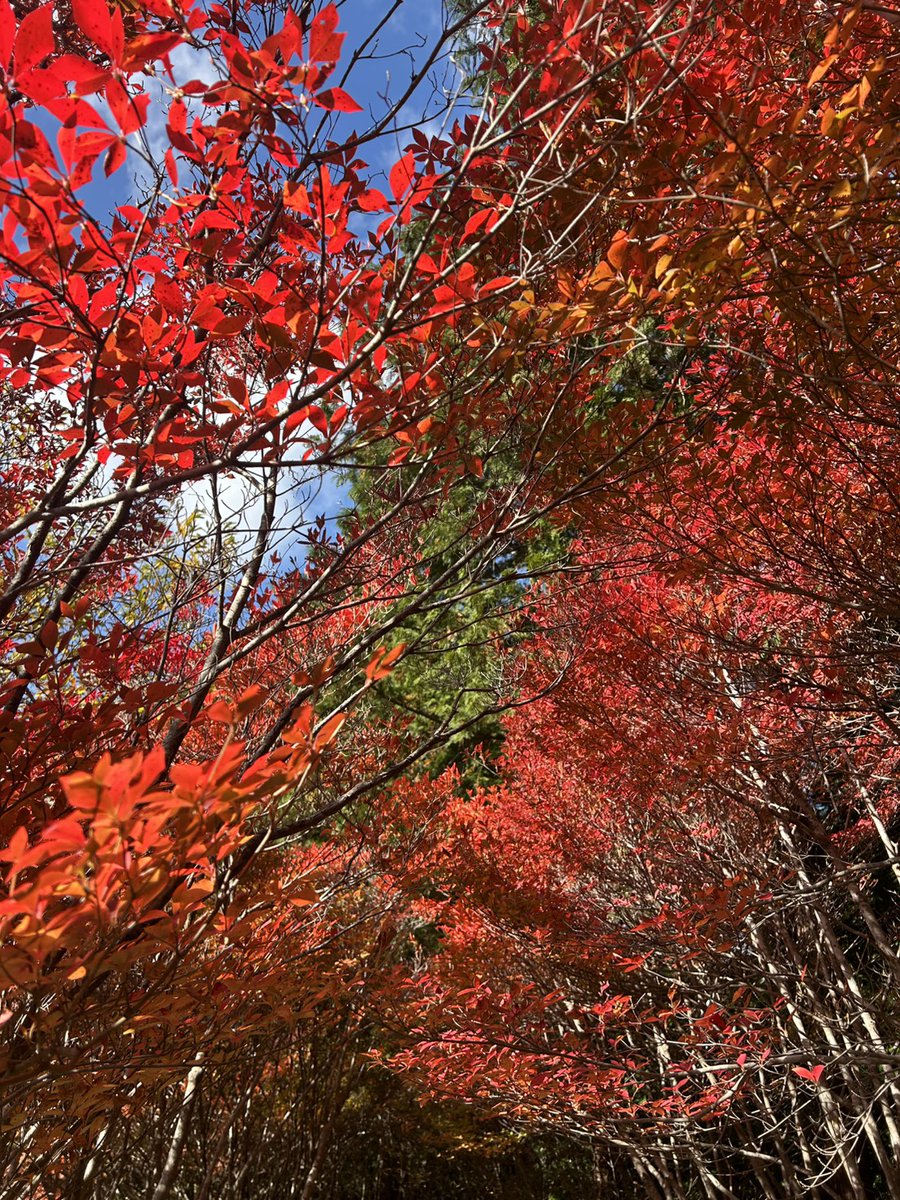 odai_mie's tweet image. 大台町下真手にある丸山公園、ドウダンツツジが続くトンネル🍁
2025/11/19午前中の撮影です。

丸山公園ドウダンツツジの紅葉状況
11/19(水)現在、ドウダンツツジ登り口が見頃を迎えています。
登り口から上がっていくと赤く色付いている見頃の箇所もありますが、中に進むと色付きがまだの所も。