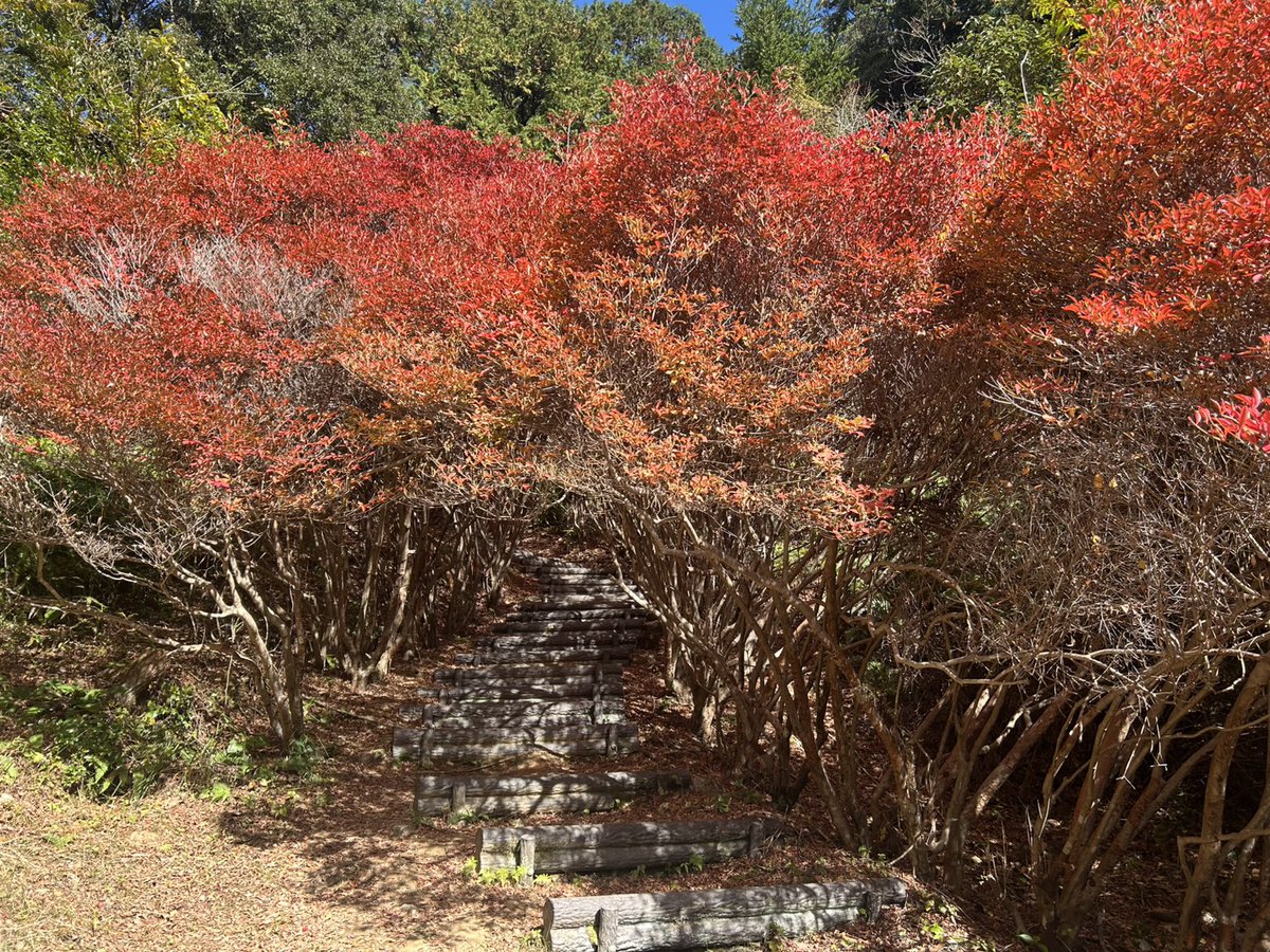 odai_mie's tweet image. 大台町下真手にある丸山公園、ドウダンツツジが続くトンネル🍁
2025/11/19午前中の撮影です。

丸山公園ドウダンツツジの紅葉状況
11/19(水)現在、ドウダンツツジ登り口が見頃を迎えています。
登り口から上がっていくと赤く色付いている見頃の箇所もありますが、中に進むと色付きがまだの所も。