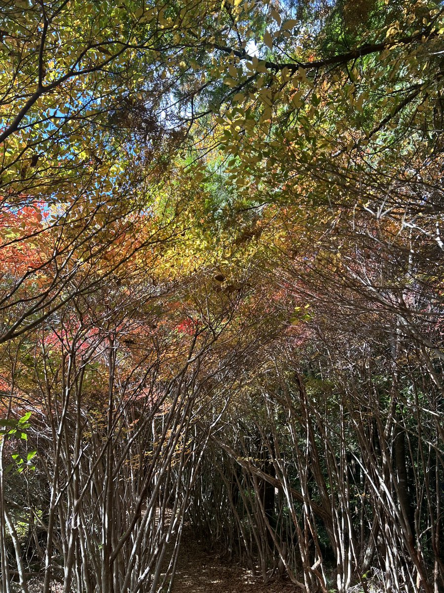 odai_mie's tweet image. 大台町下真手にある丸山公園、ドウダンツツジが続くトンネル🍁
2025/11/19午前中の撮影です。

丸山公園ドウダンツツジの紅葉状況
11/19(水)現在、ドウダンツツジ登り口が見頃を迎えています。
登り口から上がっていくと赤く色付いている見頃の箇所もありますが、中に進むと色付きがまだの所も。