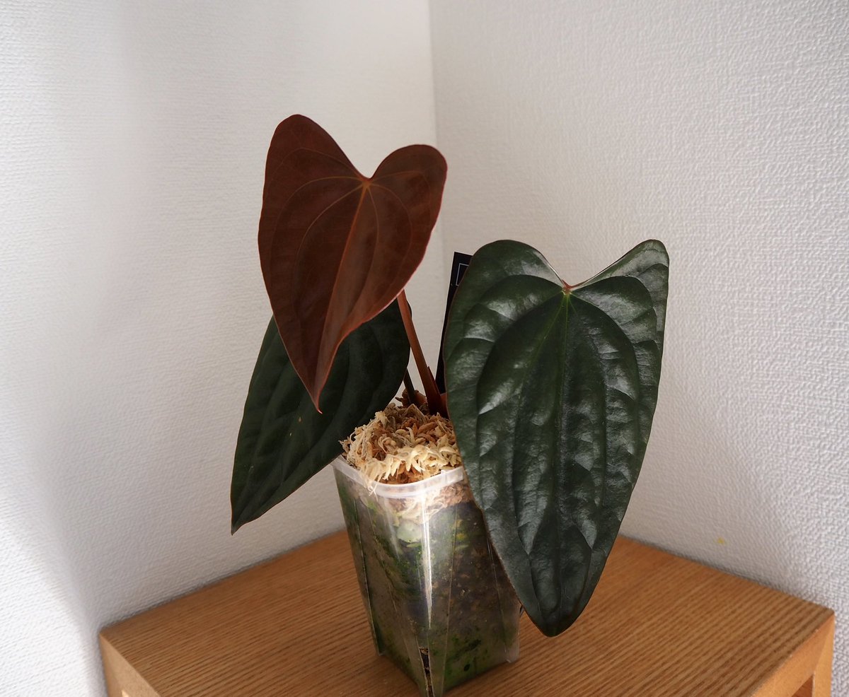 anthurium