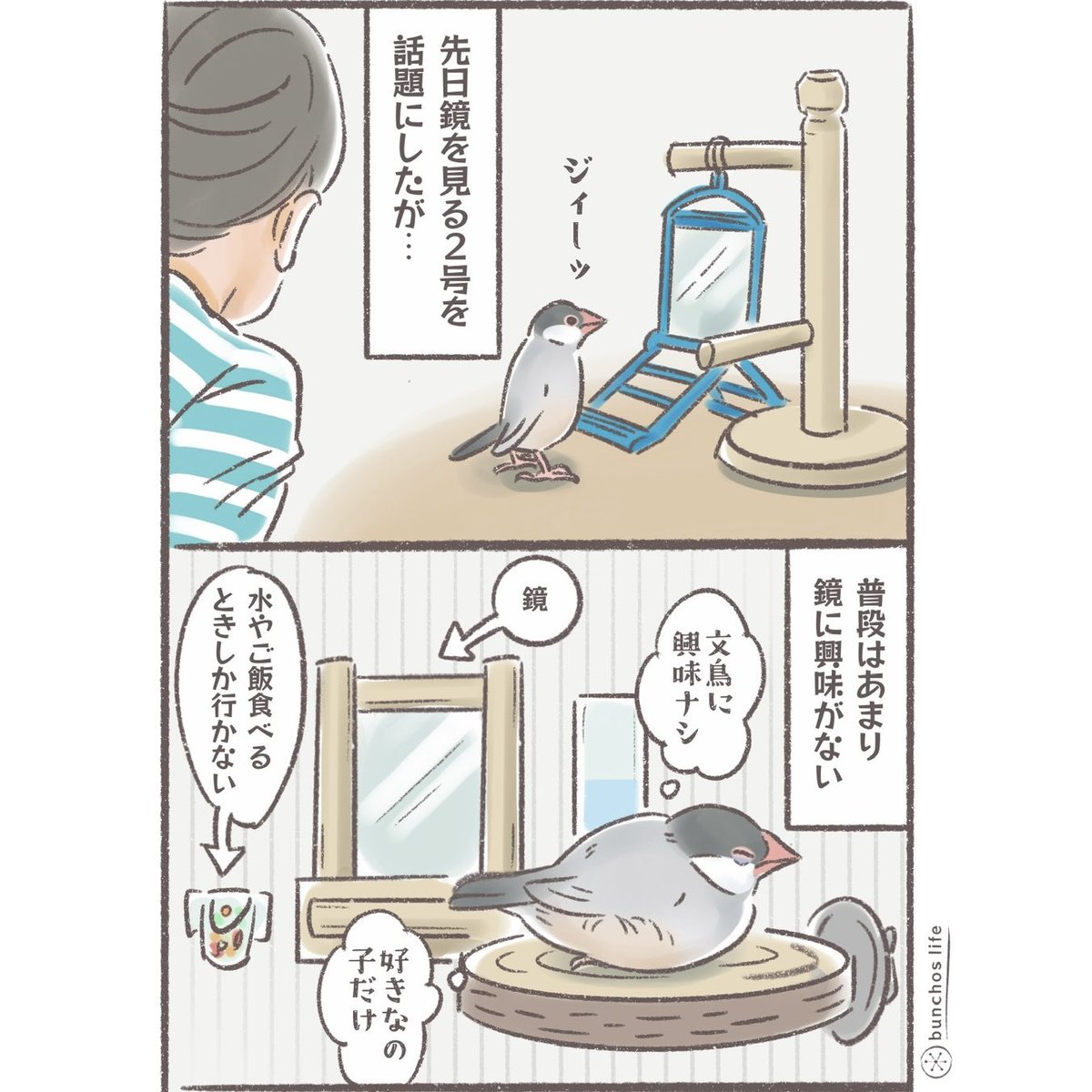 1号と2号の鏡への反応の違い
同じに育ててるのに…
#文鳥 
#4コマ漫画 

※2026カレンダー予約販売中!
詳しくは固定ポストご参照ください✨ 