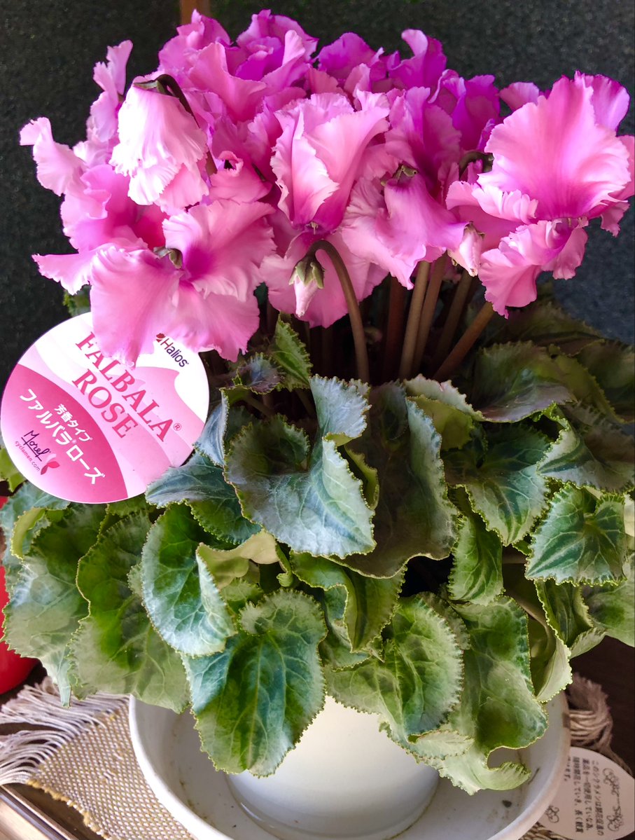 kumejirou202509's tweet image. シクラメンは余り香りは無いのですが今年買ったシクラメンはとても良い香りがします
玄関がお花畑の様です
#シクラメン