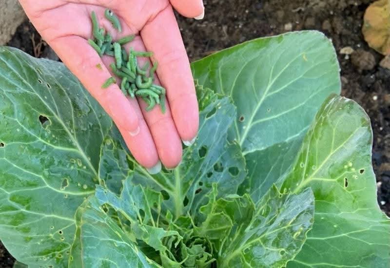 AimePatrickIra1's tweet image. These tiny green caterpillars are silent crop killers. Cabbage worms devour leaves, destroy quality, and slash your harvest value. Spot them early or watch months of work disappear through those holes. Prevention today saves your profits tomorrow. #farming #pestcontrol