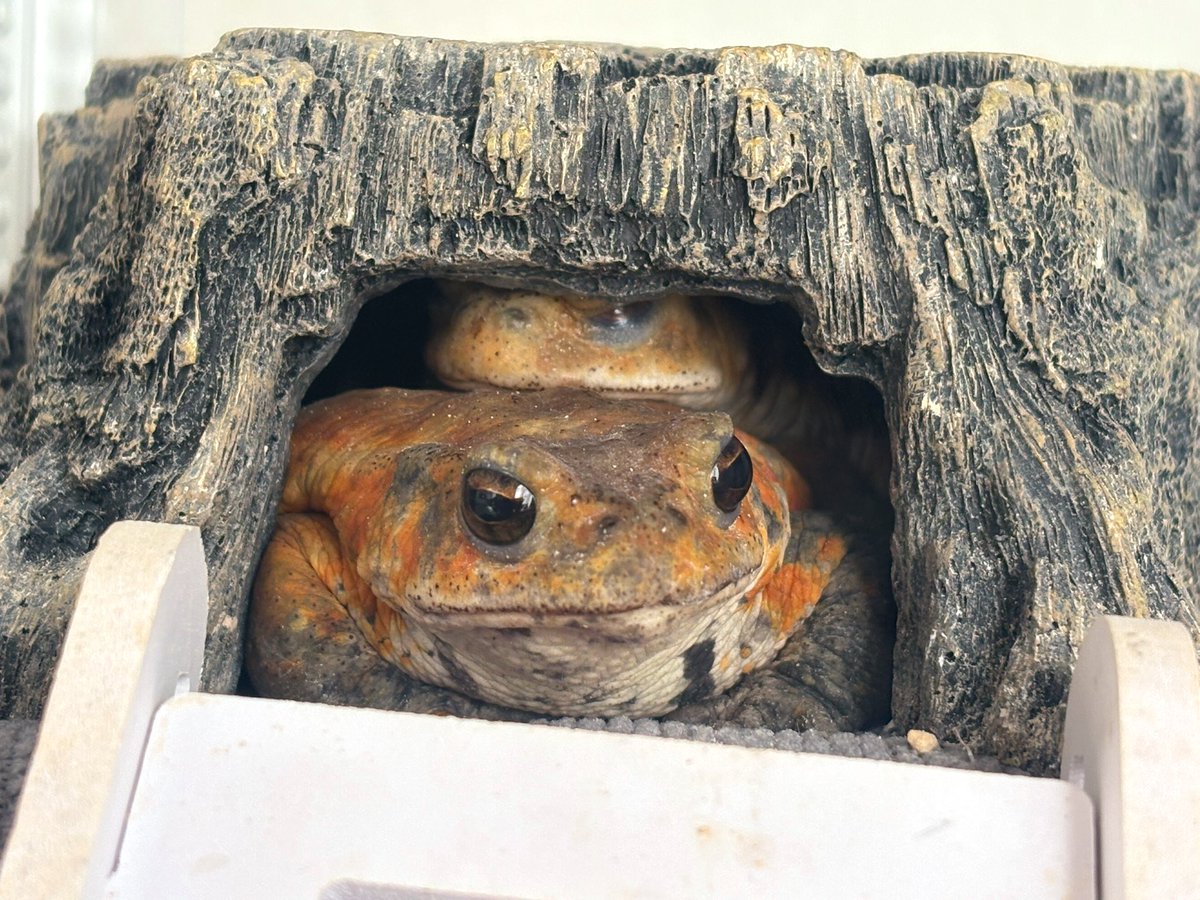 madamadada__'s tweet image. 新人さんと仲良し、？
 #ミヤコヒキガエル #bufo  #toad