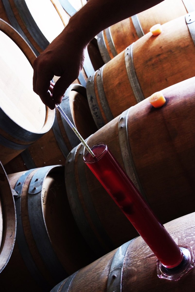 🌿 La defensa de las variedades olvidadas es el motor que da vida a Ànima Negra. Todo comenzó en 1994, cuando Miquel Àngel Cerdà y Pere Obrador decidieron emprender la aventura de elaborar sus propios vinos en la antigua possessió de Son Burguera, en Mallorca.