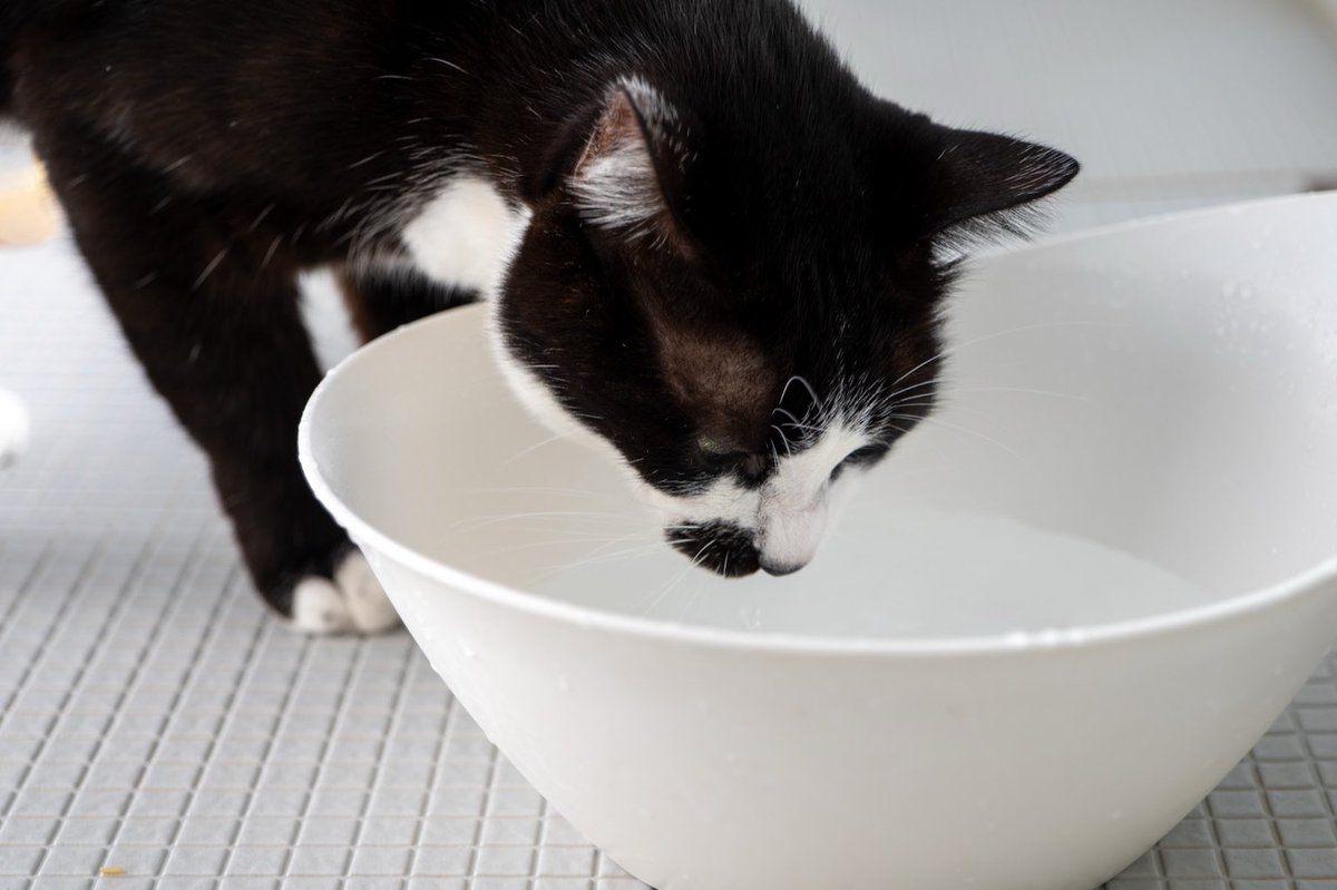 shibuhatya's tweet photo. お湯を飲む
#猫
#猫のいる暮らし 
#Sigma
#Sigmafp https://t.co/QjoptXHyVX