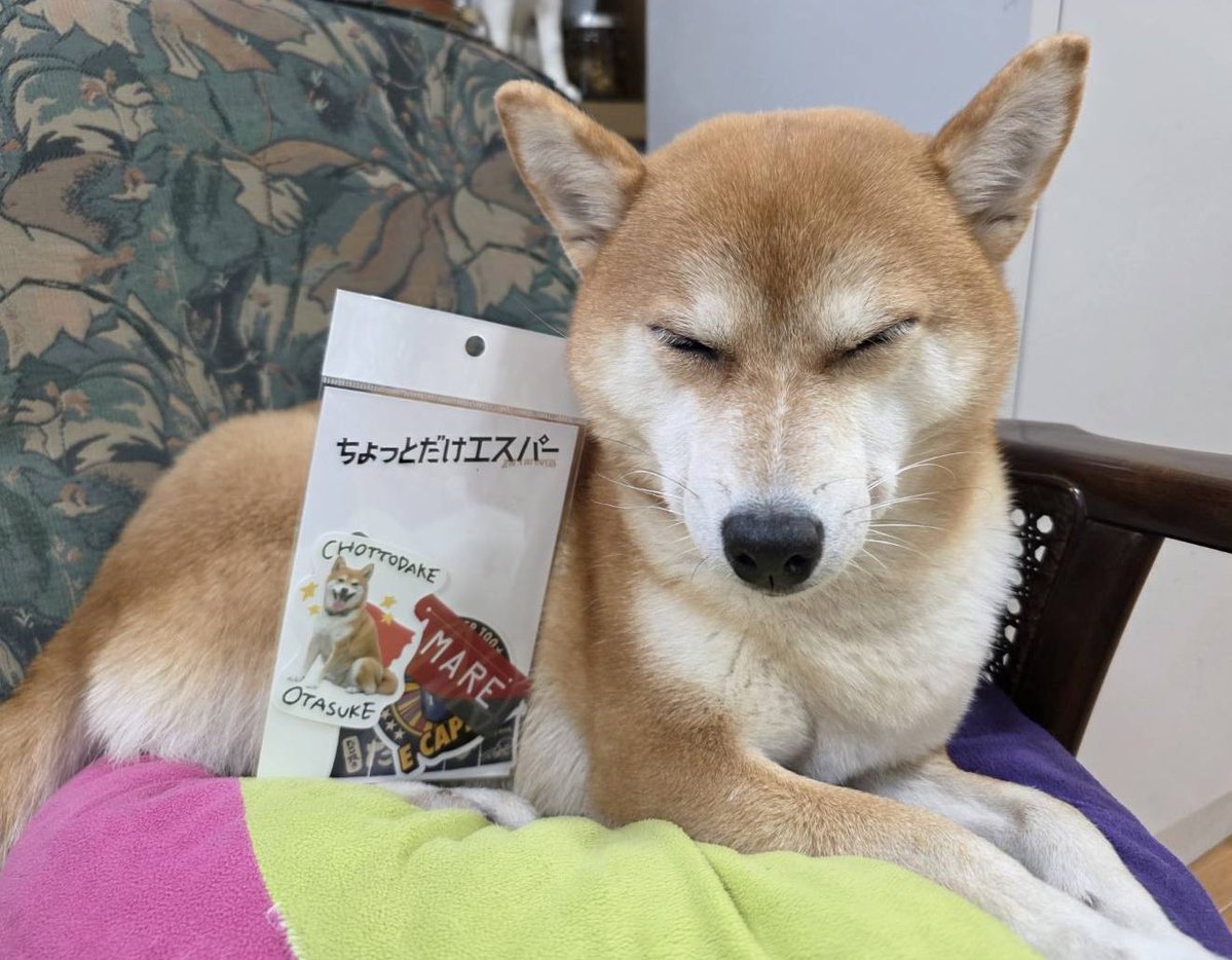 #ちょっとだけエスパー 💊
“NONAMAREステッカーセット”
なんとその中に…
佐助🐕ステッカーもあるんです✨
そして再販開始との情報が🙌🏻

これは買わなきゃ損！
私も買っちゃったわん💓
byなな🐕🐾

#ZOO
#ZOO動物プロ
#なな （ #佐助 役 ）
#柴犬