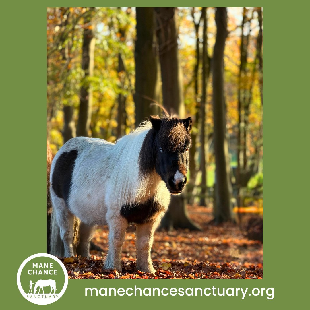 Mane Chance tweet media