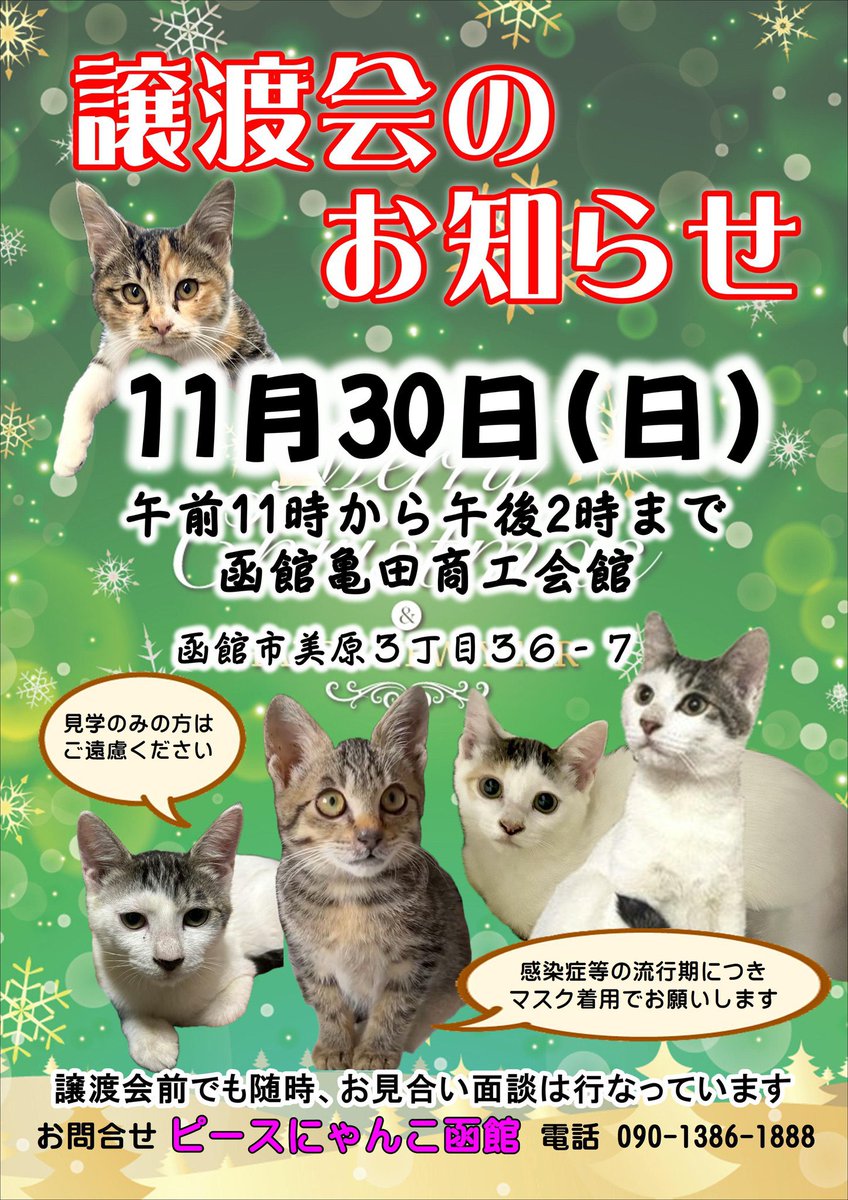 ピースにゃんこ函館＠うめこBB tweet media