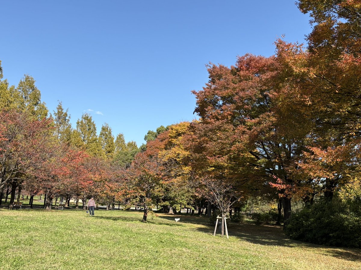 Chika542912's tweet image. 青空だったけど、寒い
都立舎人公園へ行ってきました
大陶器市やってます
24日まで
見ると欲しいものがいっぱい
これ❣️と思ったのは
とってもお高い〜好きなんだけどなー
しばし悩み、悩み
諦める、、、
古伊万里は見るだけです
見るだけで😁
#舎人公園
#大陶器市
#古伊万里