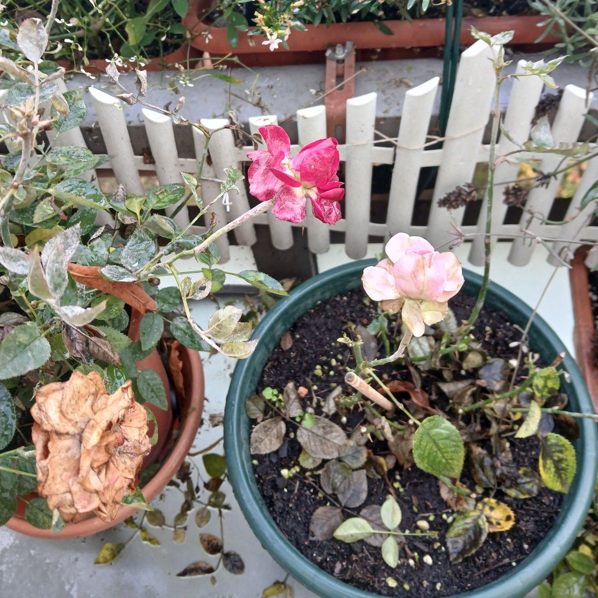 Es ist der Lauf der Natur, dass alles blüht und vergeht. Meine Rosen sind auch fast verblüht, aber diese eine möchte noch nicht aufgeben. 

Für die vielen Glückwünsche zum Geburtstag bedanke ich mich. Es ist berührend. Ich freue mich sehr darüber. 
Euch allen einen schönen Tag
