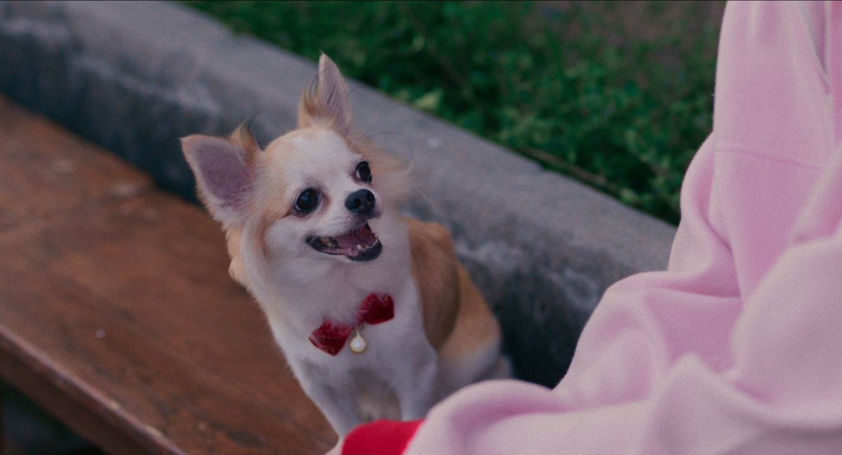 netflixth's tweet image. ตอม่อ ขอเข้าแก๊งด้วยย
เลี้ยงง่าย ไม่ซน แถมอุ๋งๆ เก่ง 🫶🥺

#PPKritt #ซองแดงแต่งผี #TheRedEnvelope #NetflixTH