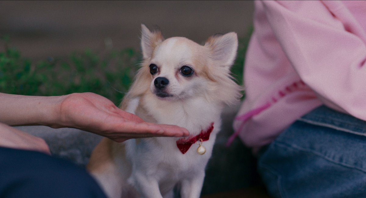 netflixth's tweet image. ตอม่อ ขอเข้าแก๊งด้วยย
เลี้ยงง่าย ไม่ซน แถมอุ๋งๆ เก่ง 🫶🥺

#PPKritt #ซองแดงแต่งผี #TheRedEnvelope #NetflixTH