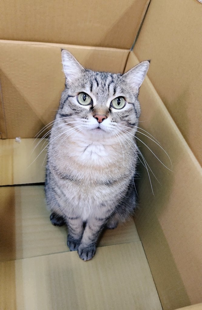 ゴロー🐾 (@cat_56chan) / Posts / X