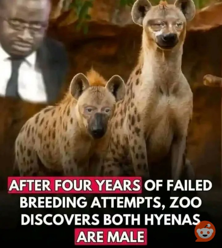 Hyenas have sued the zoo.